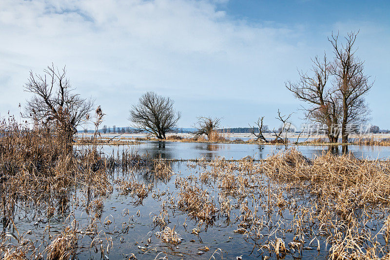 冬季的洪水在哈维尔河- Winterhochwasser